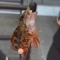 カサゴ