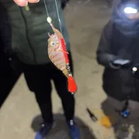 カサゴ
