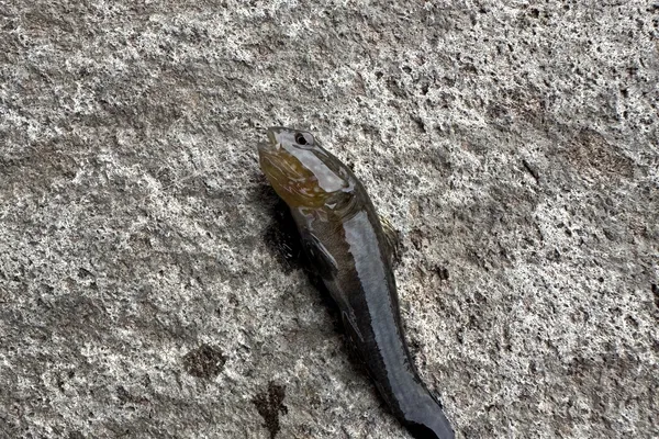チチブ