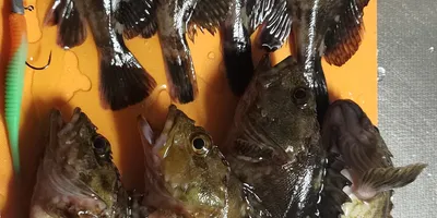 カサゴ