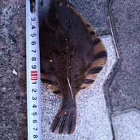 ヌマガレイ
