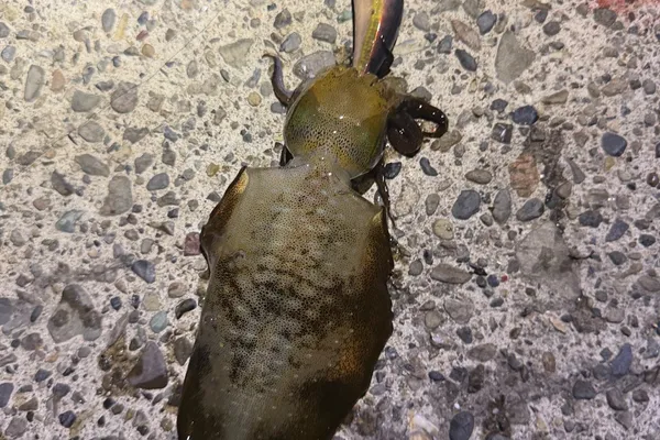 アオリイカ