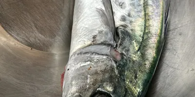 サワラの釣果写真