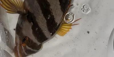 タカノハダイ