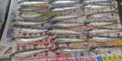 イワシ