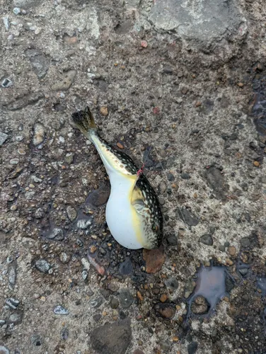 クサフグ