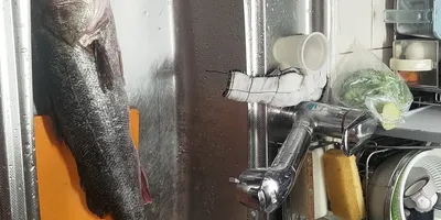 スズキ