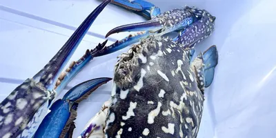 タイワンガザミ