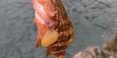 キジハタ