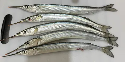 サヨリの釣果写真