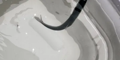 イワシ