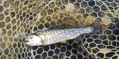 ニジマスの釣果写真