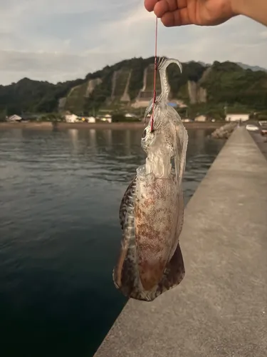アオリイカ