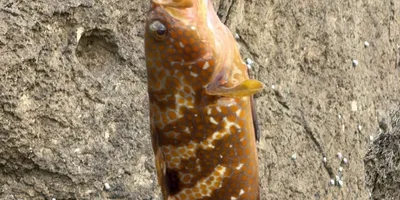 キジハタ