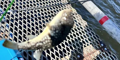 クサフグの釣果写真