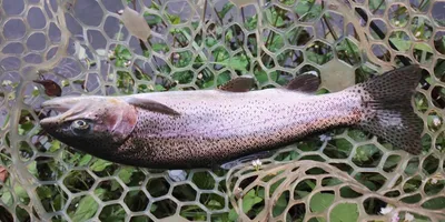 ニジマスの釣果写真