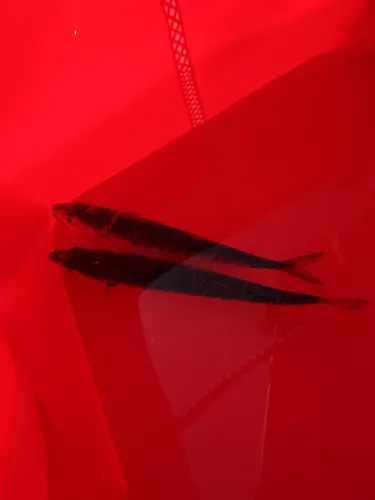 イワシ