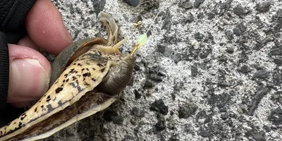 バイガイの釣果写真