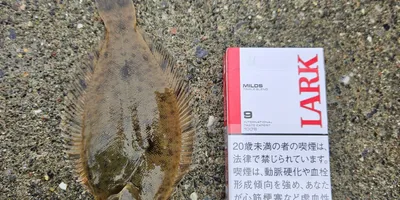 マコガレイ