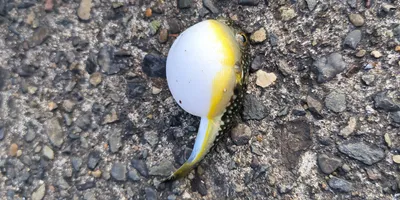 クサフグ