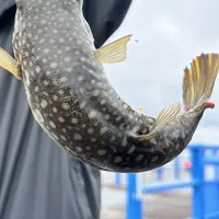 クサフグ