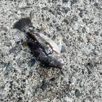 コモンフグ