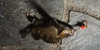 ソイ