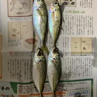 マアジ