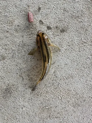 チチブ