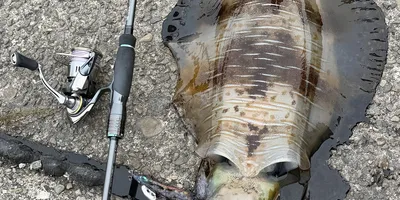 アオリイカの釣果写真