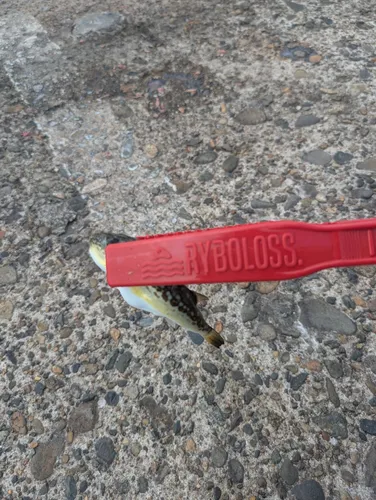 クサフグ
