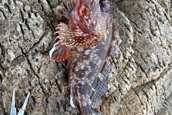カサゴ