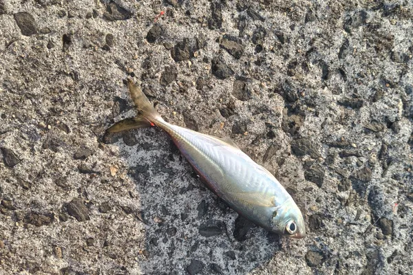 マアジ