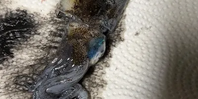 アオリイカ