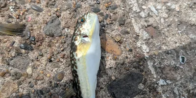 クサフグ