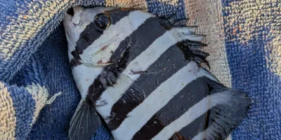 イシダイの釣果写真