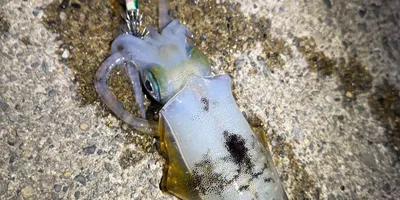 アオリイカの釣果写真