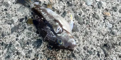 コモンフグ