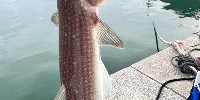 エソの釣果写真