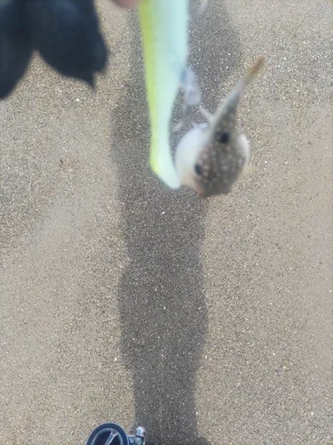 クサフグ