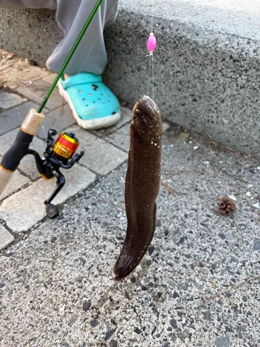 ギンポ