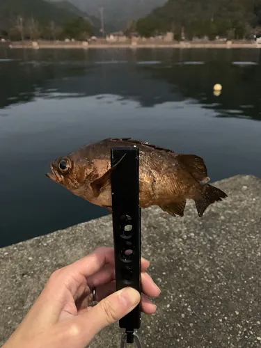 メバル