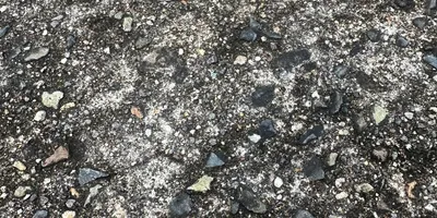 シロギスの釣果写真