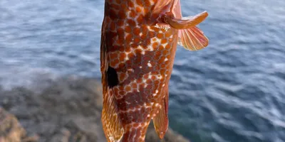 キジハタ
