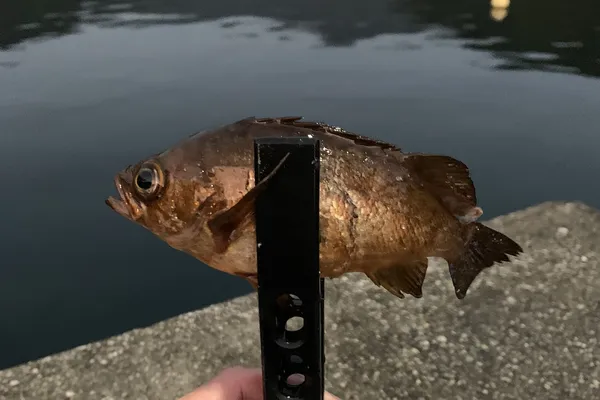 メバル