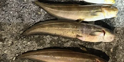 ゴンズイ