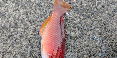 ササノハベラ