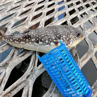 コモンフグ
