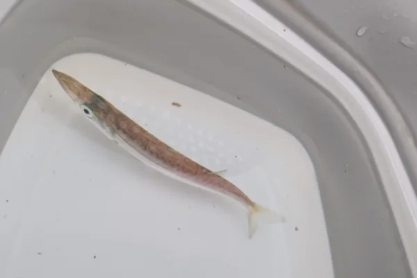 アカカマス