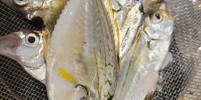 ヒイラギ